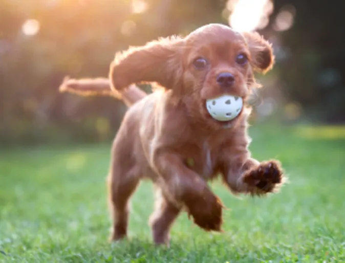 Brown Puppy Running with Ball Outside